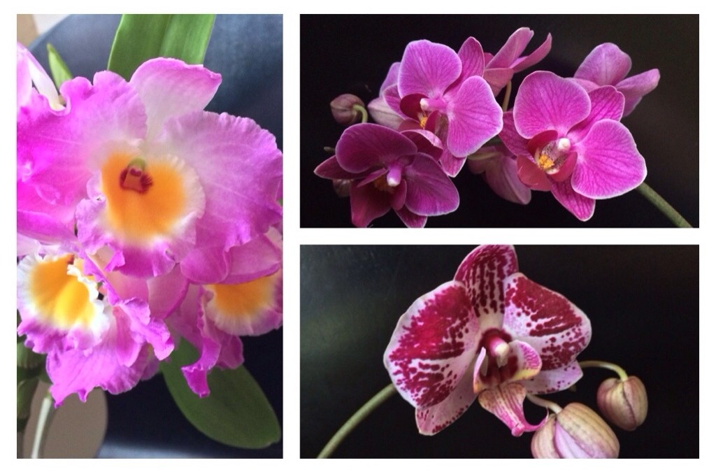 3 reasons not to toss those gift orchids