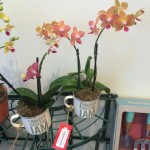 "I Garden Therefore I Am" Orchid Mugs