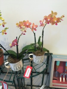 "I Garden Therefore I Am" Orchid Mugs