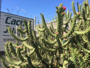 The Cactus Jungle
