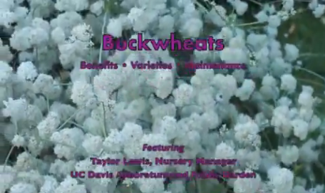 Bodacious Buckwheats
