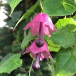 Purple Bells Vine (Rhodochiton)