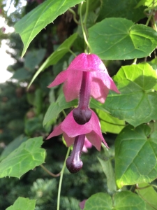 Purple Bells Vine (Rhodochiton)